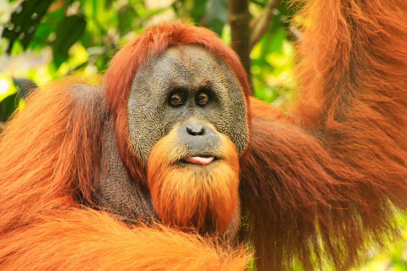Orangutan